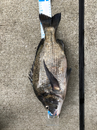 クロダイの釣果