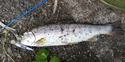 ヤマメの釣果