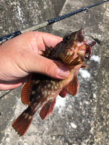 カサゴの釣果