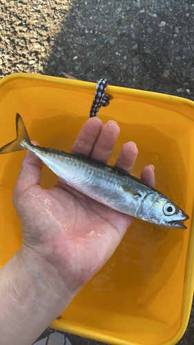 サバの釣果