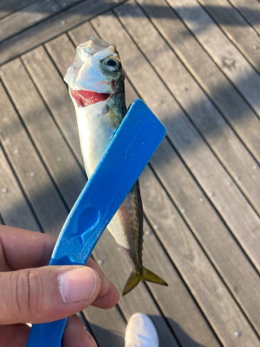 サバの釣果