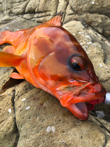 アカハタの釣果