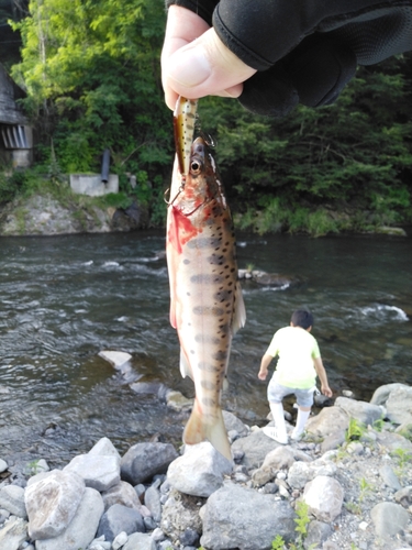 ヤマメの釣果