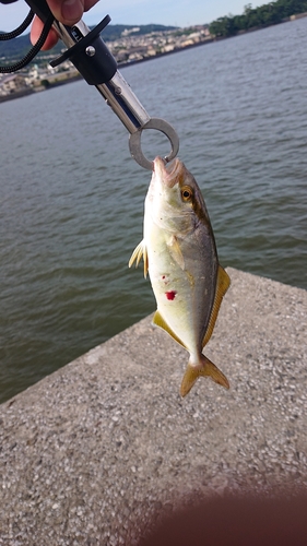 ワカシの釣果