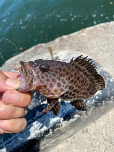 オオモンハタの釣果