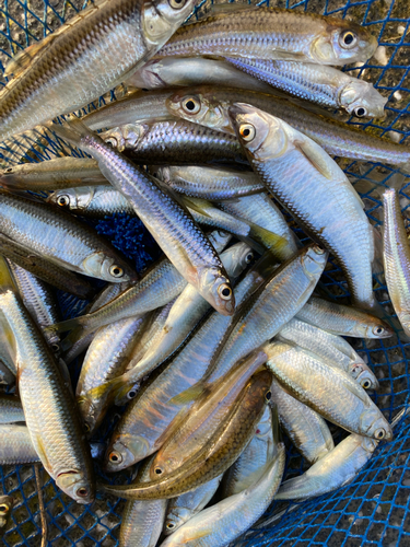 オイカワの釣果