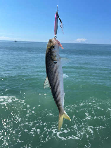 コノシロの釣果