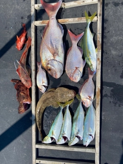 イナダの釣果