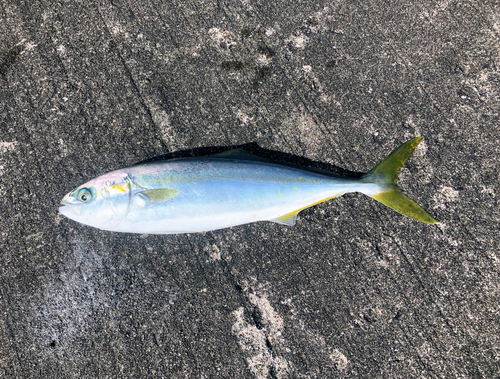 ツバスの釣果