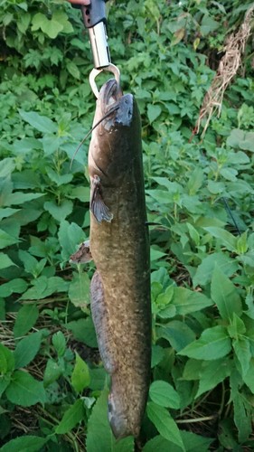 ナマズの釣果