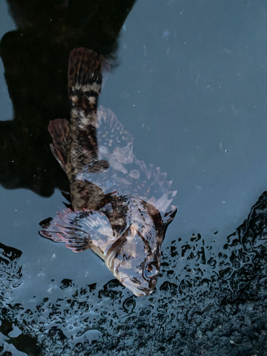 タケノコメバルの釣果