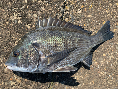 チヌの釣果