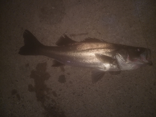 フッコ（マルスズキ）の釣果