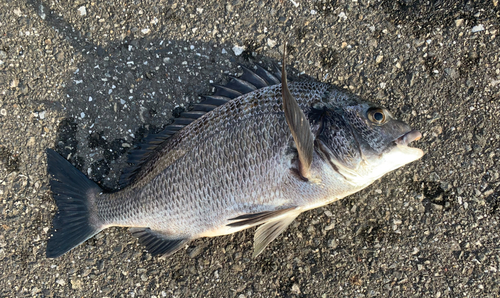 チヌの釣果