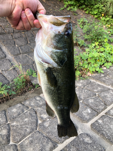 ラージマウスバスの釣果