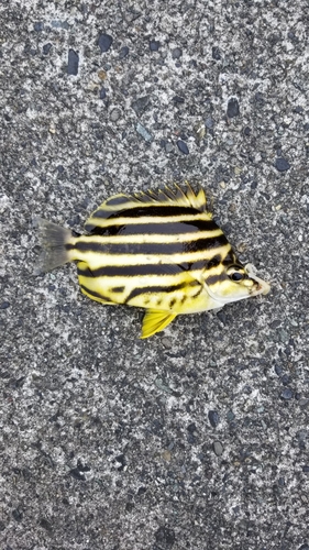 カゴカキダイの釣果