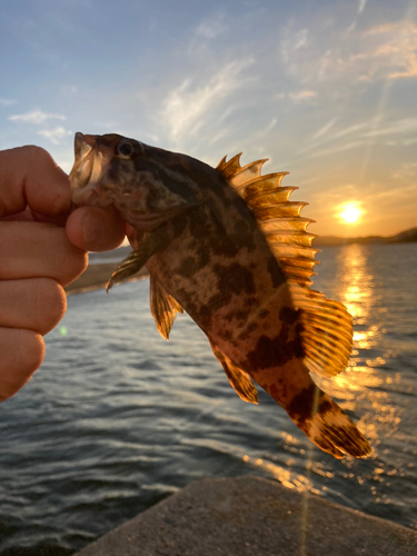 タケノコメバルの釣果