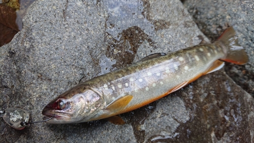 エゾイワナの釣果