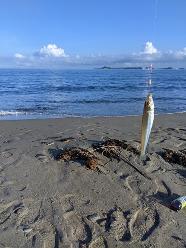 シロギスの釣果