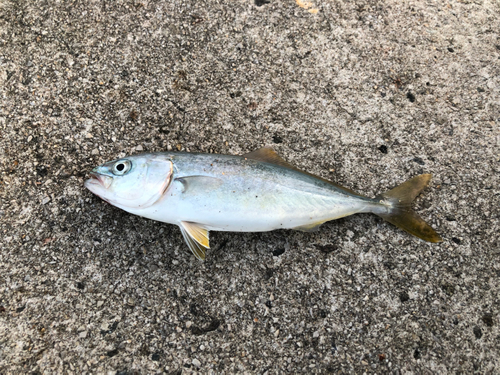 ブリの釣果