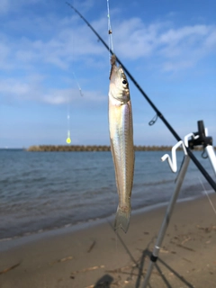 シロギスの釣果