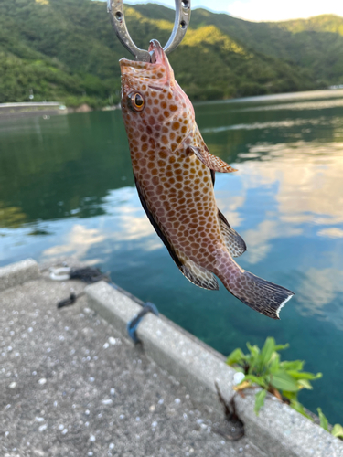 オオモンハタの釣果