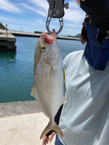 シオの釣果