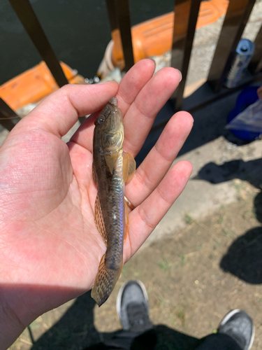 マハゼの釣果