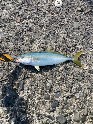 ワカシの釣果