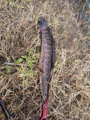 ライギョの釣果