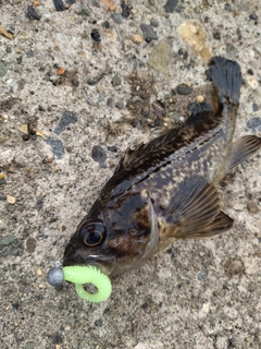 クロソイの釣果