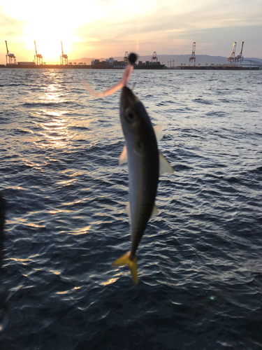 サバの釣果