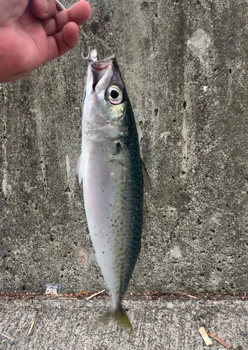 ゴマサバの釣果