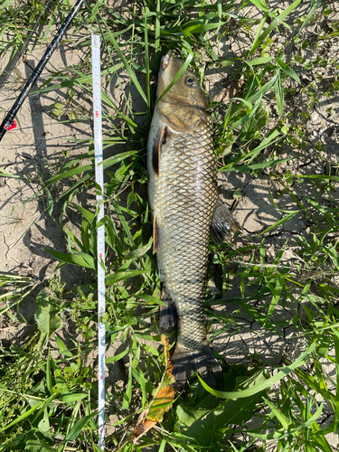 ニゴイの釣果