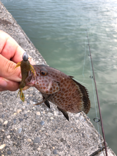 オオモンハタの釣果