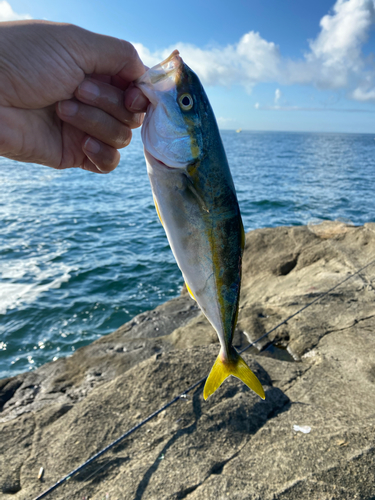 ワカシの釣果