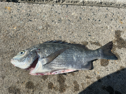 チヌの釣果