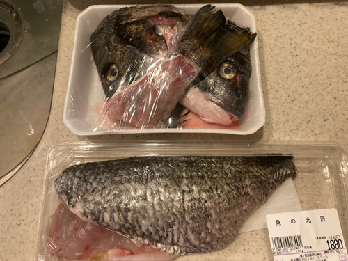 クロダイの釣果