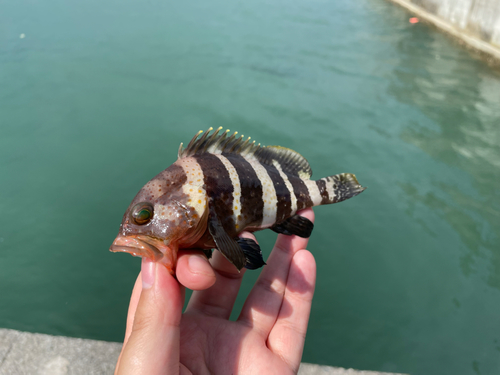 アオハタの釣果