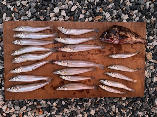 キスの釣果