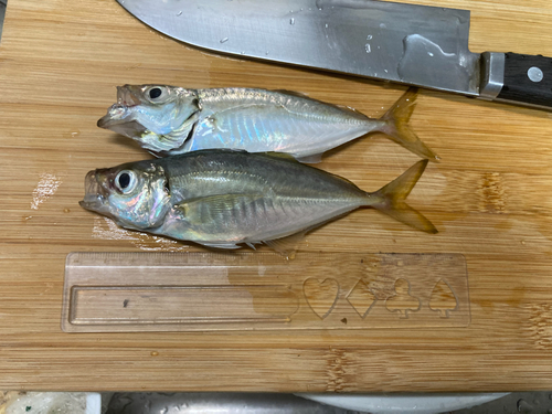 アジの釣果