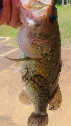 ラージマウスバスの釣果