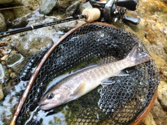 イワナの釣果