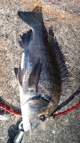 チヌの釣果