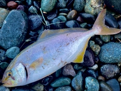 ショゴの釣果