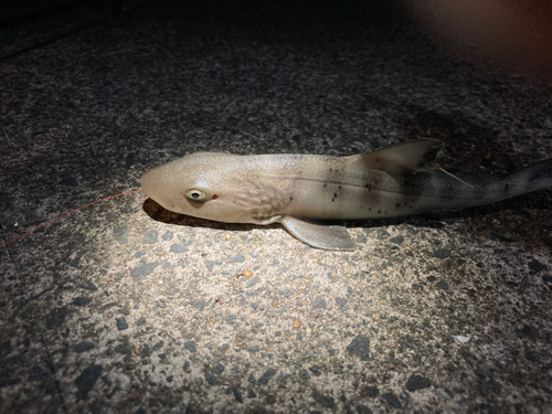 ドチザメの釣果