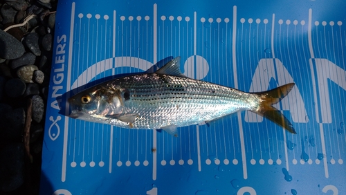 コノシロの釣果