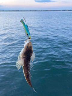 メゴチの釣果