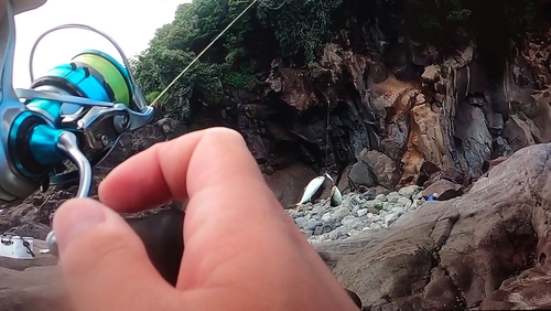 ショゴの釣果