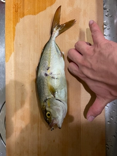 ショゴの釣果